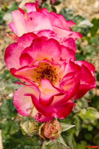 Roses 2105-01